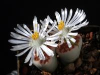 Thumbnail of 1905_Lithops karasmontana Lateritia_20151023_01(1).JPG